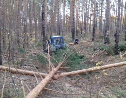 В Пензенской области лесоруба насмерть придавило упавшим деревом  