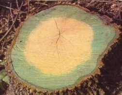 В пензенском лесу незаконно срубили дуб стоимостью в 300 тысяч