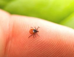 Более 40 жителей области заразились клещевым боррелиозом