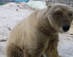В пензенском зоопарке почернел белый медведь  