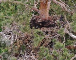 В Пензе обнаружили гнездо краснокнижной птицы