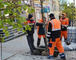 В Пензе на улице Московской сажают липы
