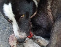 Невероятная жестокость: в Бессоновке подросток засунул петарду в пасть собаки