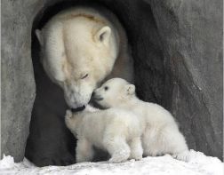 В Пензе белому медведю ищут подругу