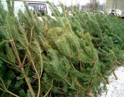 В Пензе планируют организовать 95 елочных базаров