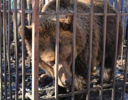 Медведицу Нюру отправили в Минский зоопарк