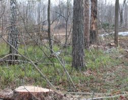Пензенский предприниматель вырубил деревьев на 800 тысяч рублей