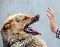 Пострадавшая от укусов собак пенсионерка получит 30 тыс рублей