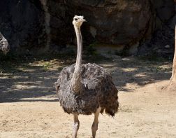  В Пензенском зоопарке объяснили нападение страуса на человека