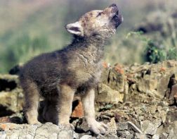 В Пензенском зоопарке построят новый вольер для волков 