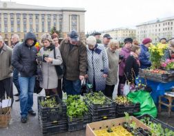 В Пензе  прошла дачная ярмарка