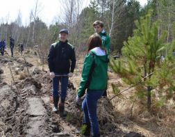 Пензенцев приглашают посадить деревья