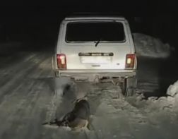 ﻿﻿Под Пензой собаку привязали к автомобилю и поволокли по дороге