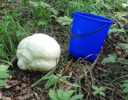 Жительница Пензы нашла гигантский гриб