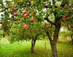 В пензенских школах будут цвести яблони 