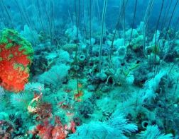 Зареченцы увидят многообразие подводного мира