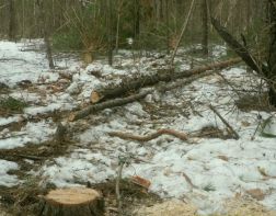 Под Пензой мужчина уничтожил деревья на сумму более 70 000 рублей