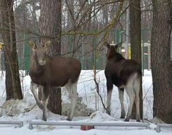 В Заречном экологи раскладывают соль для лосей