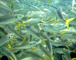 В Пензе забраковали более 500 кг рыбы