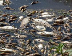 Пензенцы возмущены загрязнением ручья Безымянный