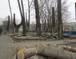 В Пензе уничтожают деревья