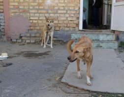 Соцсети: на Коммунистической собаки нападают на людей