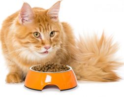 В День кошек Пензастат посчитал стоимость кошачьего питания