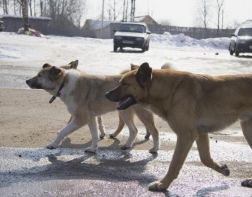 В Каменке отравленная собака умирала на глазах у детей