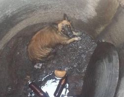 В Пензе собаку две недели не могли достать из открытого колодца