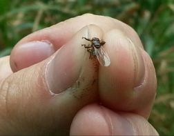Пензенских грибников атакуют лосиные мухи
