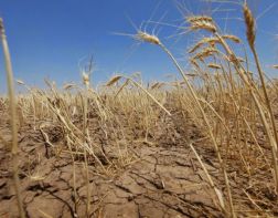 В Пензенской области ущерб от засухи составил 500 млн рублей