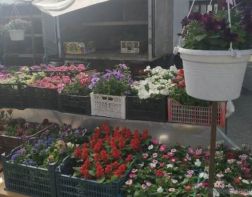 Пензенцев приглашают на дачную ярмарку 26 апреля