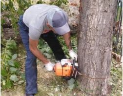 В Пензе спилят 850 аварийных деревьев