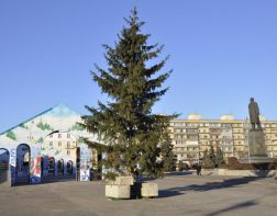 На площади Ленина появилось живое дерево