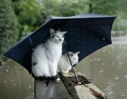В Пензенской области 29 июня ожидается дождь и гроза 