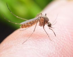 Черви в глазах и галлюцинации: чем опасны комары для пензенцев