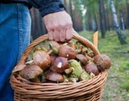 ﻿﻿﻿Пензенцев предупреждают об опасности отравления грибами