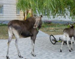 Зареченцы продолжают видеть лосиное семейство на улицах города