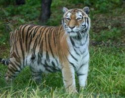 В пензенском зоопарке умерла тигрица Констанция