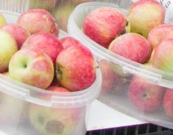 В Пензе на закладку яблоневых садов выделят 50 миллионов рублей 