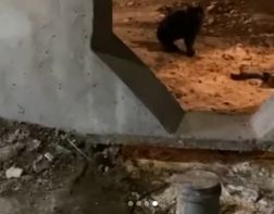 В  Арбеково жители дома замуровали кошек в подвалах 