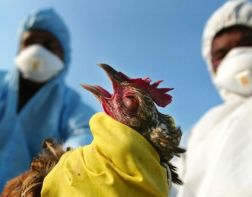 В регионе не зарегистрировано случаев заражения птичьим гриппом среди людей