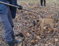 В Пензе собаку спасли из бетонного колодца