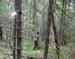 В Пензенской области в лесу заблудились три грибника 