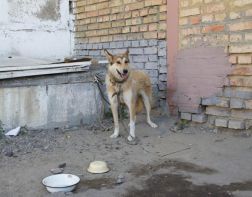 В Пензе гастарбайтер спас собаку из колодца с водой