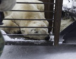 В Пензе белый медведь переехал в новый вольер