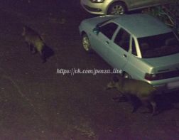 В Пензу вслед за лосями пришли кабаны
