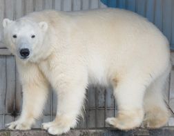 В зоопарке понедельник станет добрым