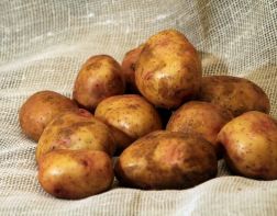 Пензенцы попробуют лучшие сорта картофеля