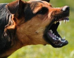 В Пензе на Южной поляне выявили очаг бешенства